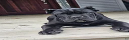 Cane Corso dogs for sale: ZEUS - Ad 13