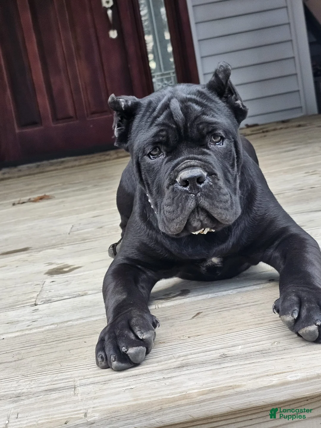 Cane Corso dogs for sale: ZEUS - Ad 13