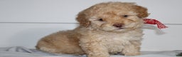 Miniature Poodle dogs for sale: Star - Ad 1