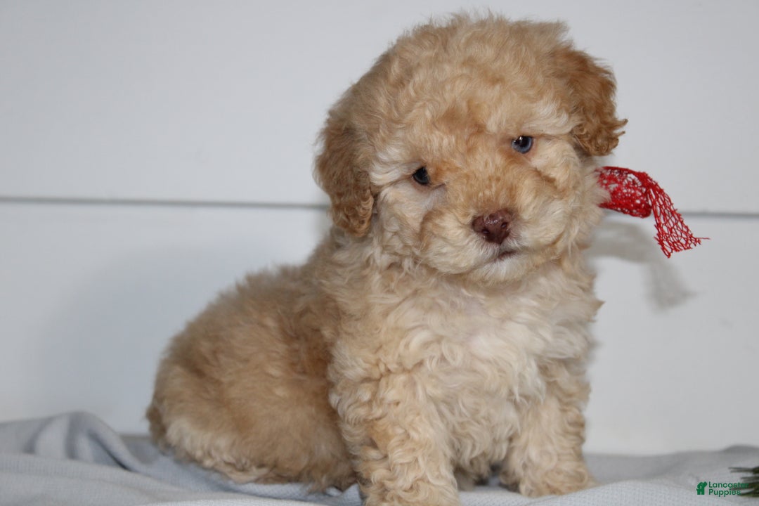 Miniature Poodle dogs for sale: Star - Ad 1