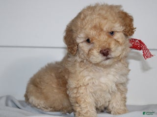 Miniature Poodle dogs for sale: Star - Ad 4