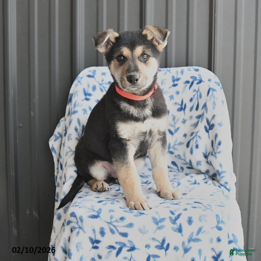 German Shepherd dogs Vito - Ad 31