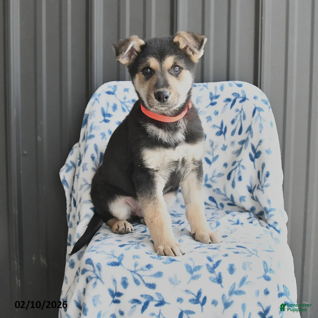 German Shepherd dogs for sale: Vito - Ad 1