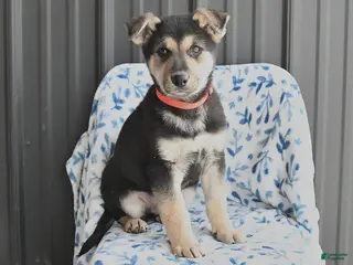 German Shepherd dogs Vito - Ad 31