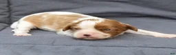 Cavalier King Charles Spaniel dogs for sale: Betty Cavalier King Charles Spaniel  - Ad 2