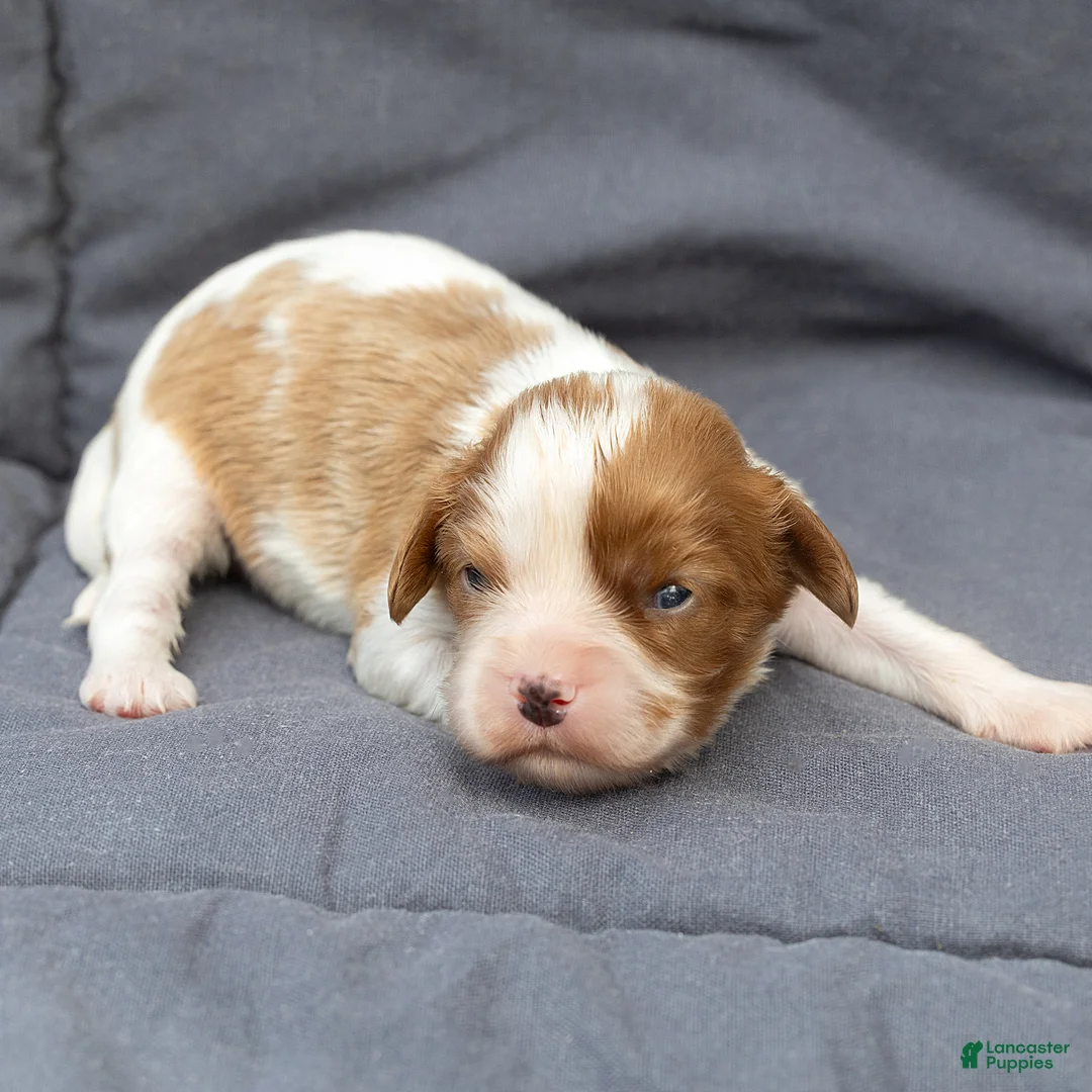 Cavalier King Charles Spaniel dogs for sale: Betty Cavalier King Charles Spaniel  - Ad 2