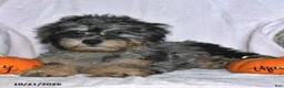 Teddy Bear dogs for sale: Jasper - Ad 3