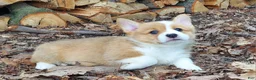 Welsh Corgi Pembroke dogs for sale: Welsh Corgi Pembroke Puppy 5 - Ad 3