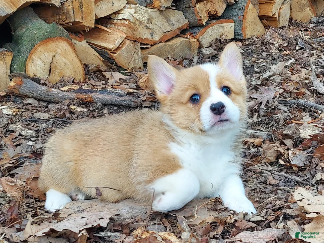 Welsh Corgi Pembroke dogs for sale: Welsh Corgi Pembroke Puppy 5 - Ad 3