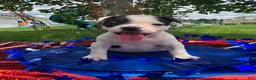 Olde English Bulldogge dogs for sale: Bonnie - Ad 11