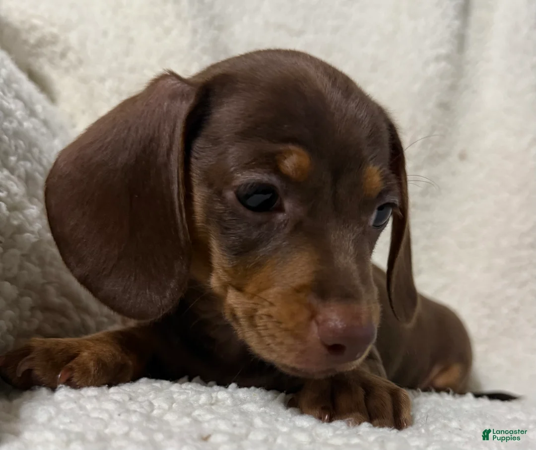 Miniature Dachshund dogs for sale: BAE - Ad 2