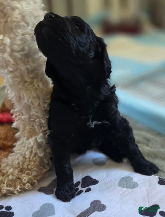 Bernedoodle dogs Prince - Ad 2