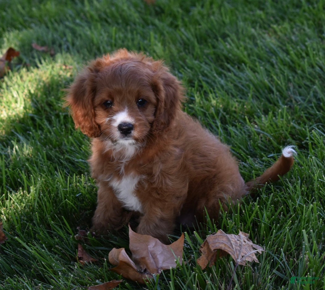 Cavapoo dogs Macy  - Ad 2