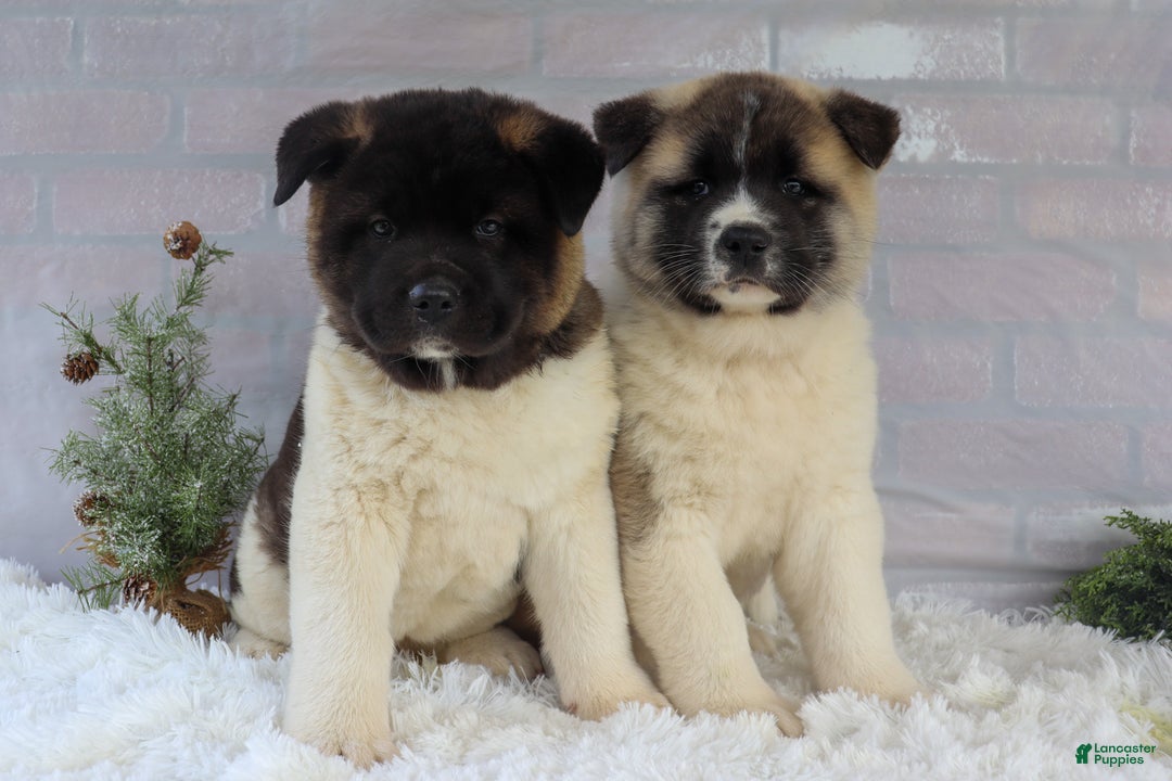 Akita dogs for sale: Trevor - Ad 43