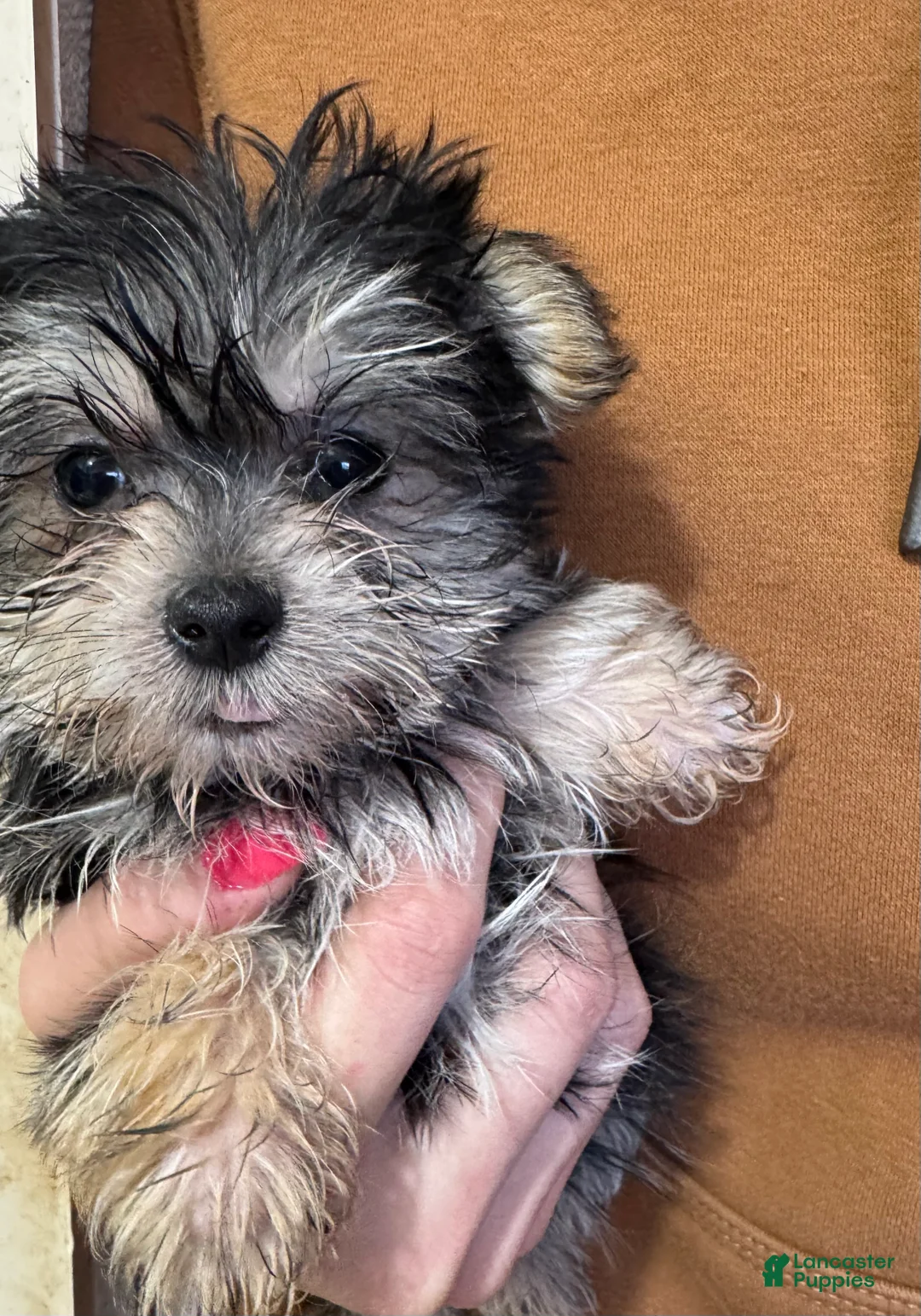 Gallery Image {{count}}