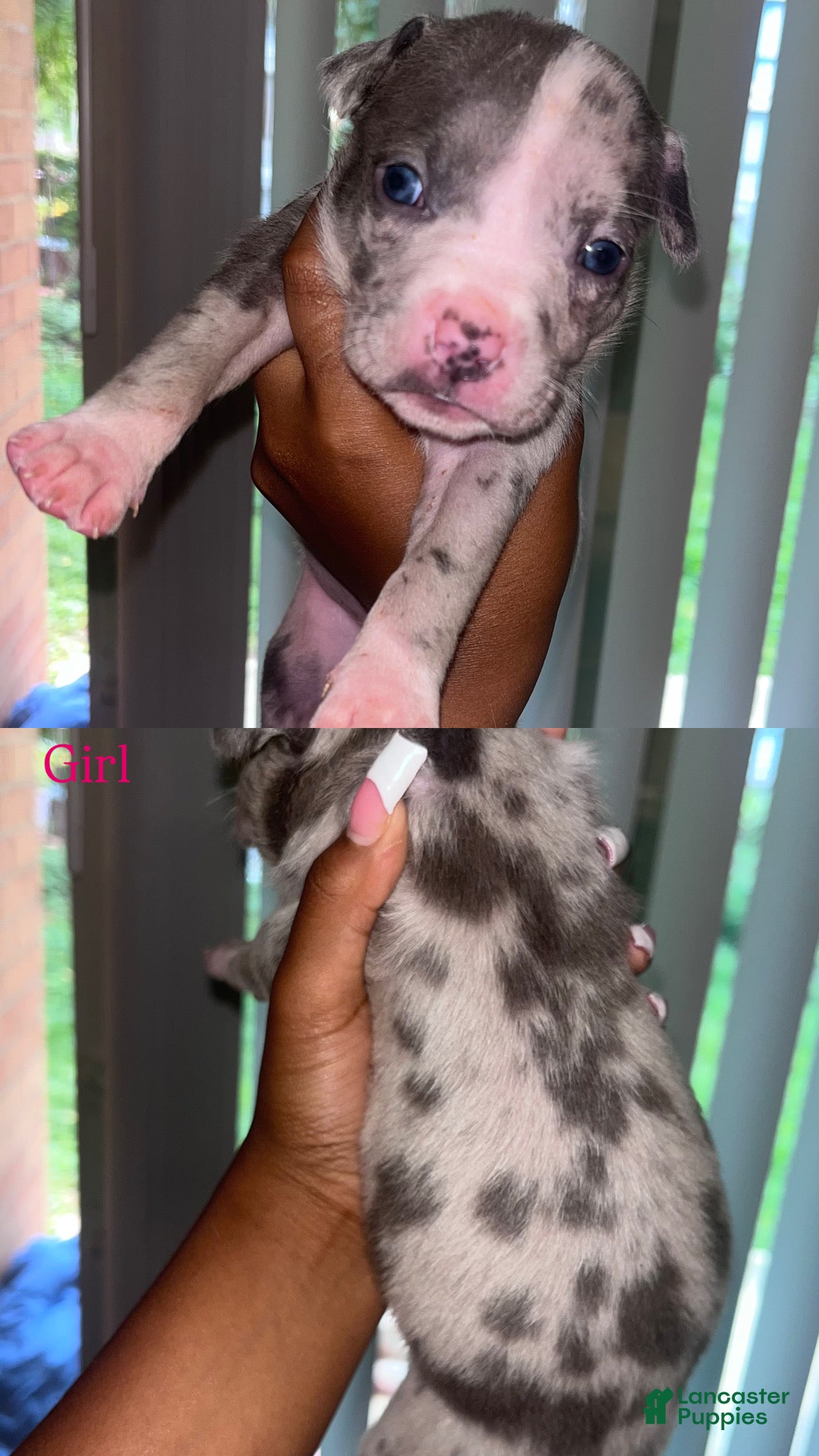American Bully dogs American Bully 3 - Ad 21