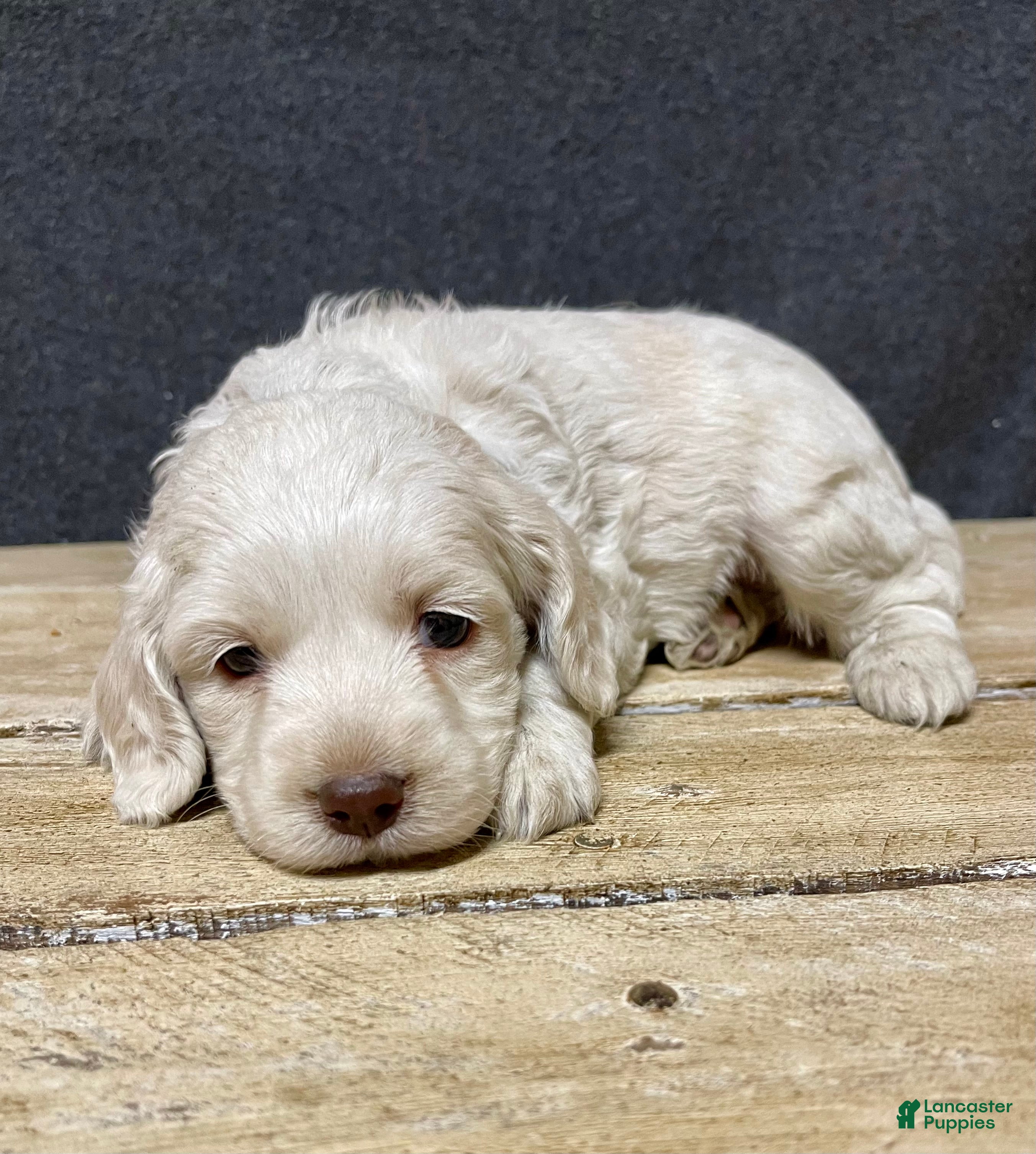 Cockapoo dogs Meeko - Ad 2