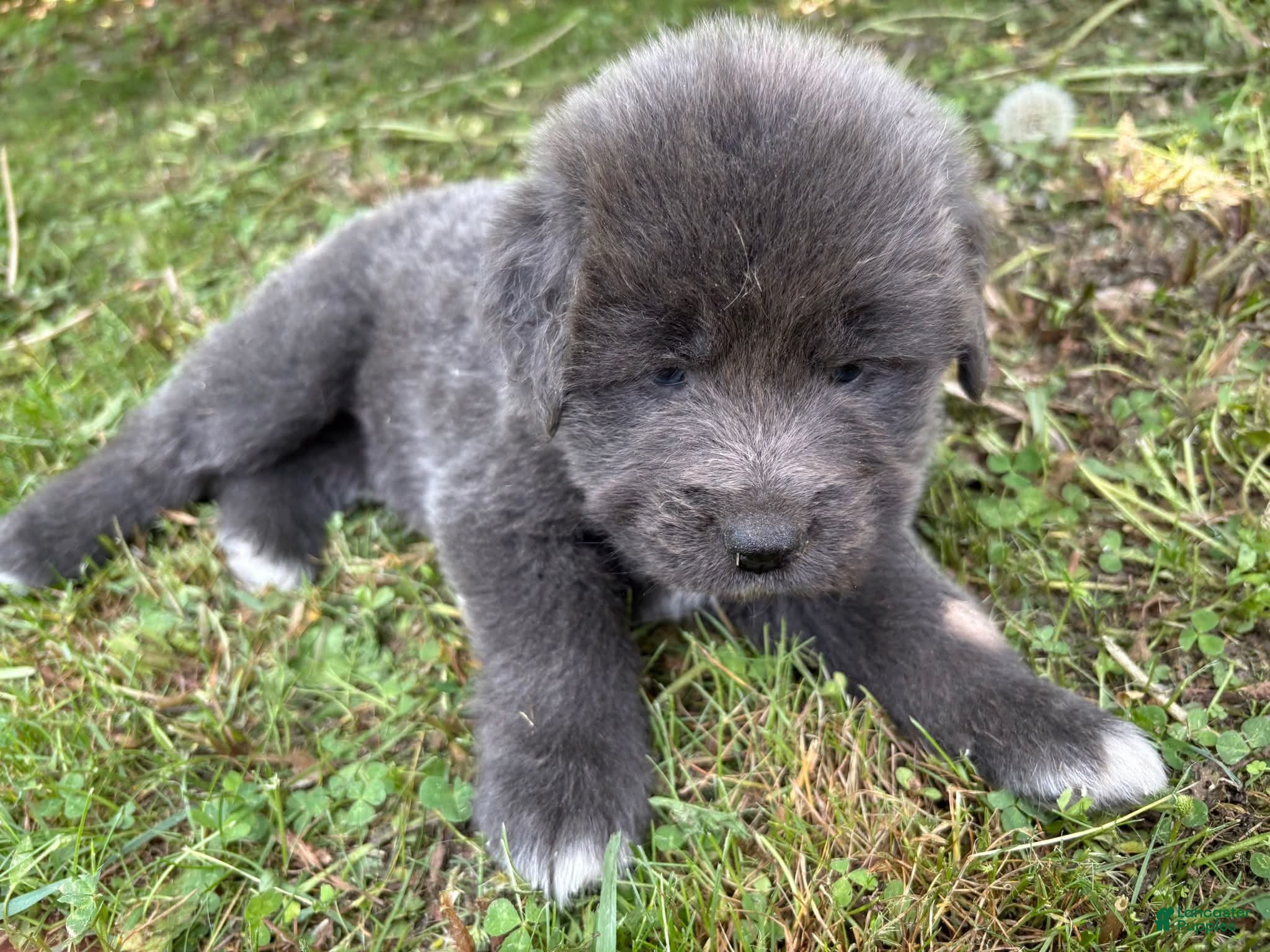 Tibetan Mastiff dogs Opal - Ad 2
