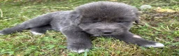 Tibetan Mastiff dogs for sale: Opal - Ad 1