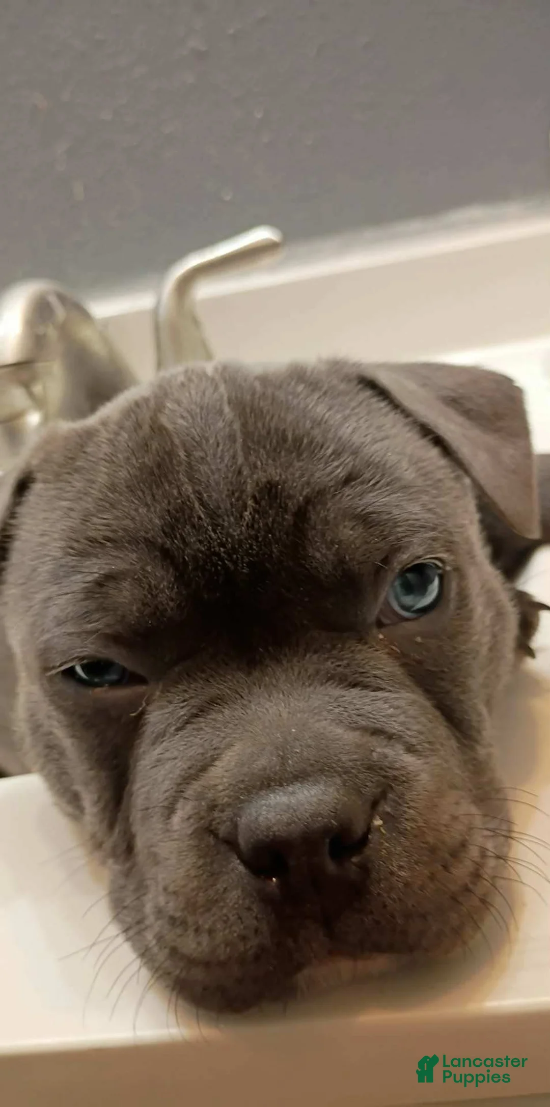 American Bully dogs for sale: American Bully Puppy 2 - Ad 3