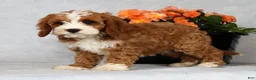Cavapoo dogs for sale: Eddie - Ad 6