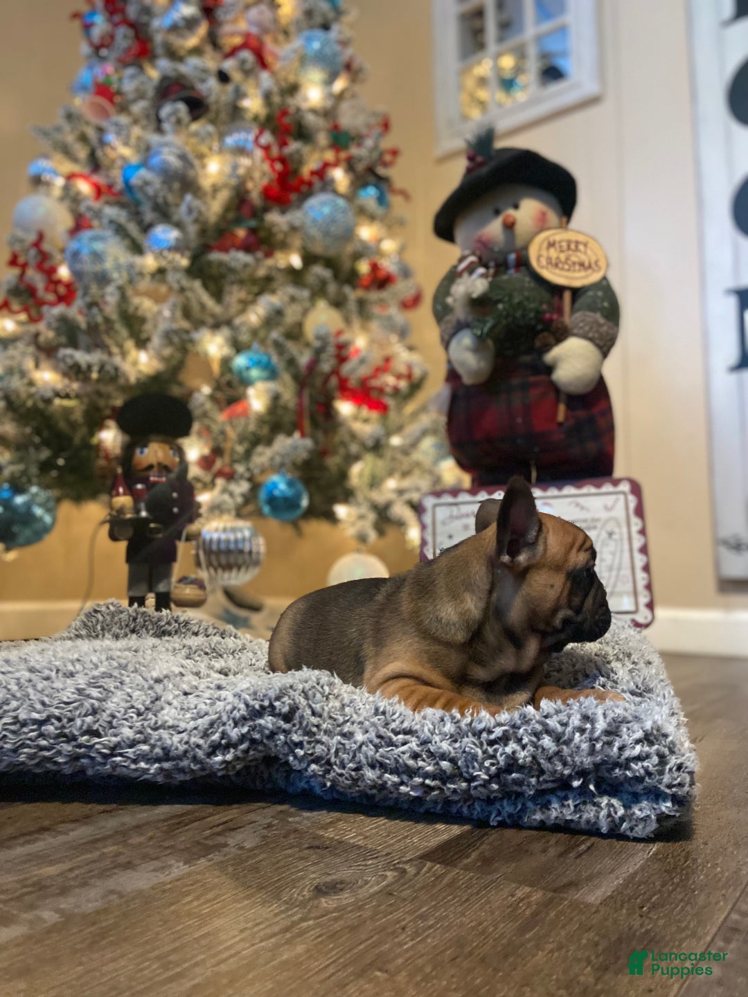 French Bulldog dogs for sale: Gus - Ad 2