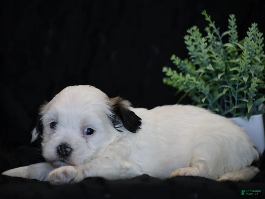 Mixed Breed dogs for sale: Shira - Ad 4