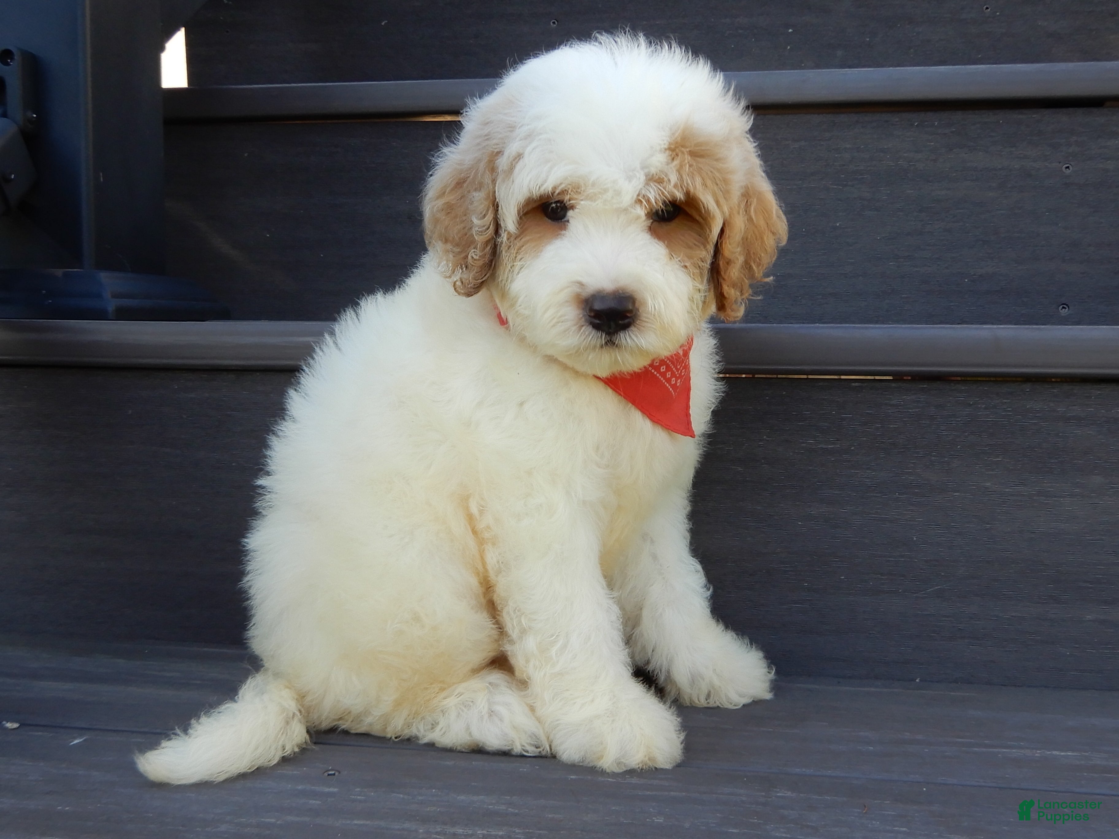 Mini Goldendoodle dogs Gus (medium) - Ad 2