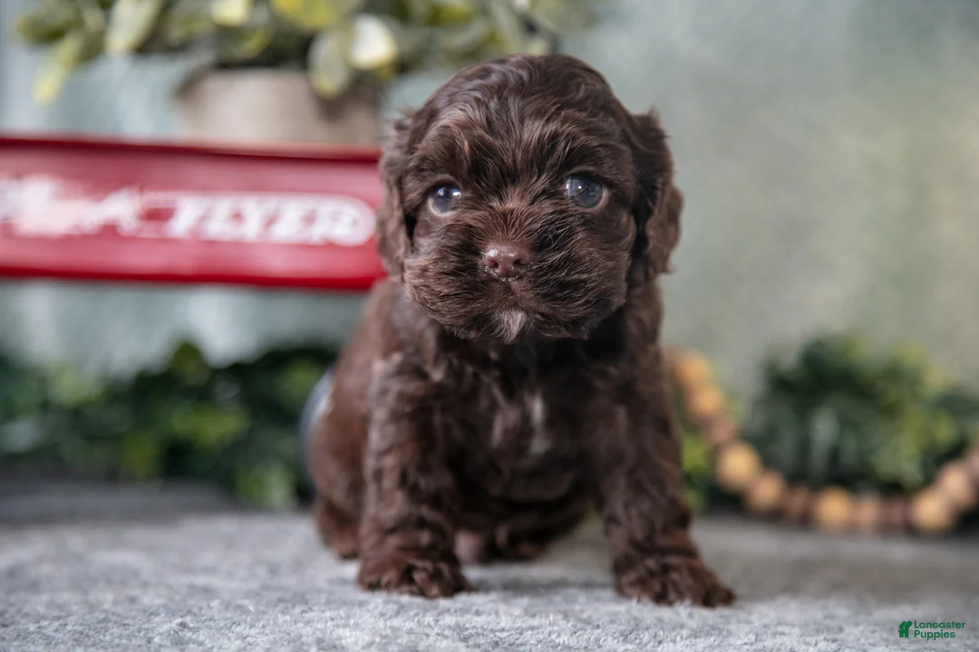 Cocker Spaniel dogs for sale: Morris - Ad 2