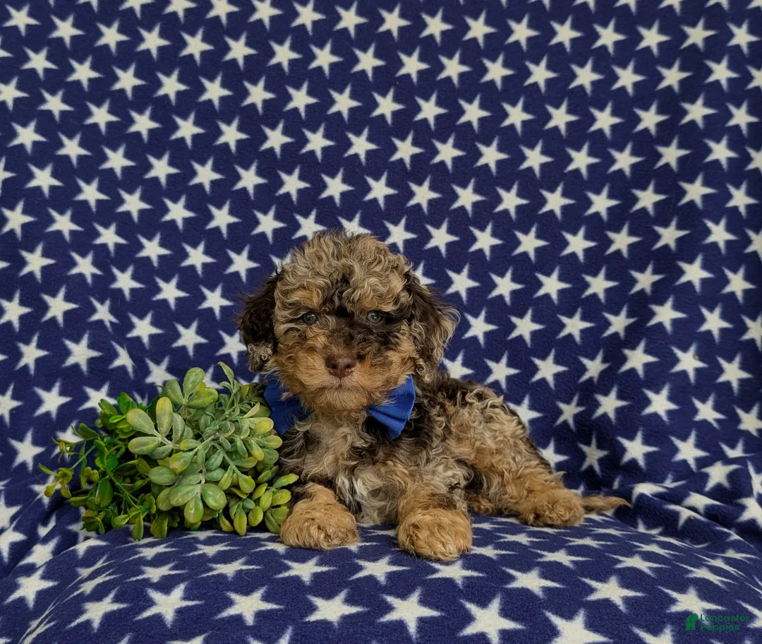 Mini Bernedoodle dogs for sale: Quaid Hypoallergenic - Ad 5