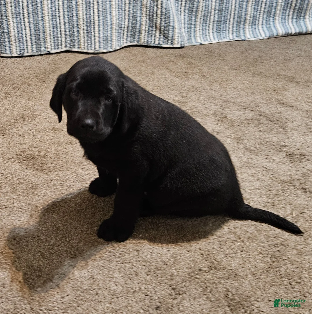 Goldador dogs for sale: Mixed Breed Puppy 3 - Ad 1