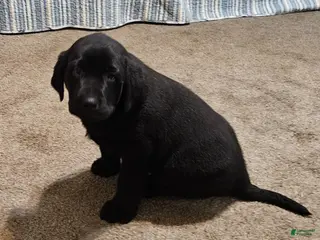 Goldador dogs for sale: Mixed Breed Puppy 3 - Ad 1