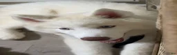 Siberian Husky dogs for sale: Milo  - Ad 14