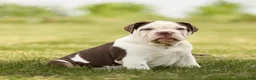 English Bulldog dogs for sale: Chocolate English Bulldog Puppy  - Ad 1