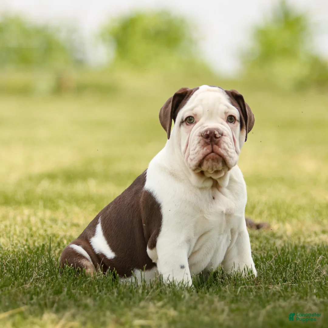 English Bulldog dogs for sale: Chocolate English Bulldog Puppy  - Ad 1