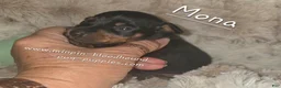 Miniature Pinscher dogs for sale: Mona black and rust  - Ad 9