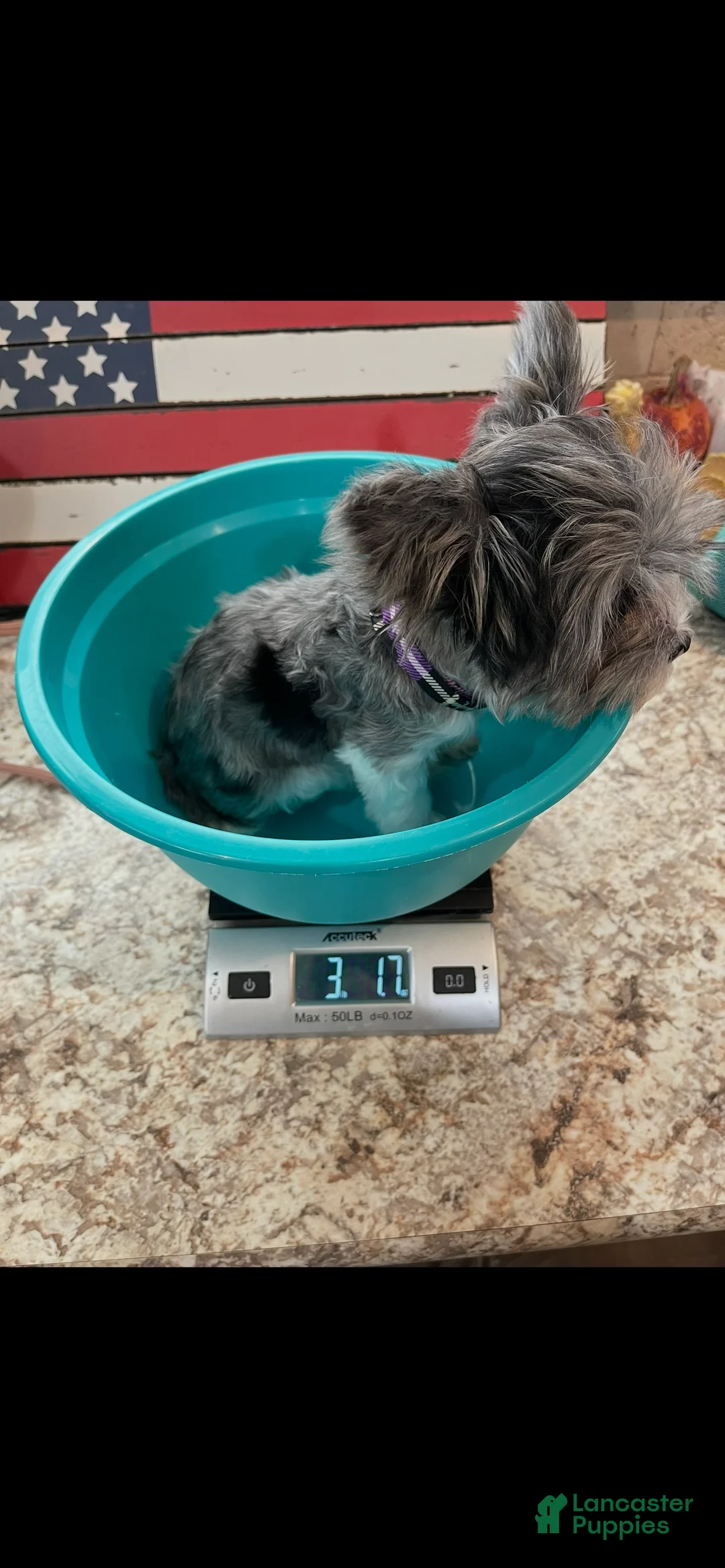 Yorkshire Terrier dogs for sale: KB Black Parti Tiny Boy Partial Blue eye - Ad 13