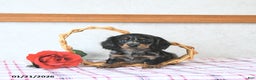 Miniature Dachshund dogs for sale: Cupid - Ad 1