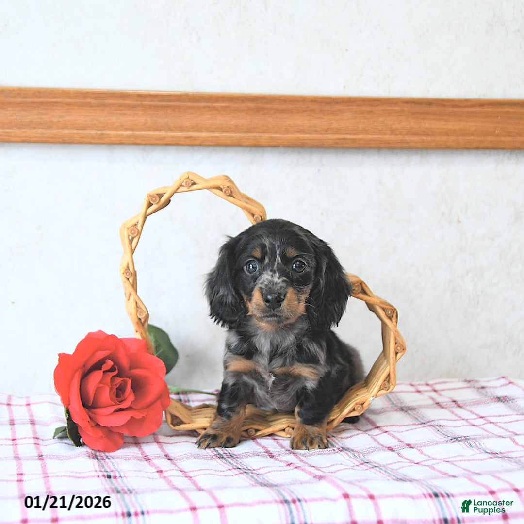 Miniature Dachshund dogs for sale: Cupid - Ad 1
