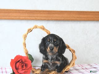 Miniature Dachshund dogs Cupid - Ad 6
