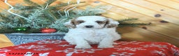 Mini Goldendoodle dogs for sale: Sully - Ad 3