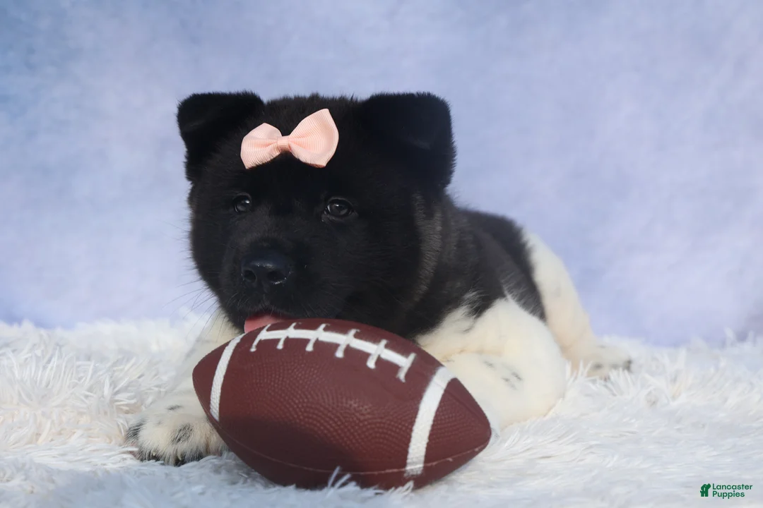 Akita dogs for sale: Olive - Ad 8
