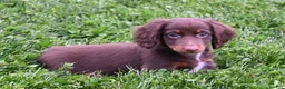Miniature Dachshund dogs for sale: AKC Romeo - Ad 6