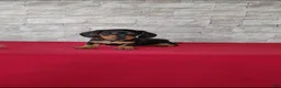 Miniature Dachshund dogs for sale: Brady - Ad 5