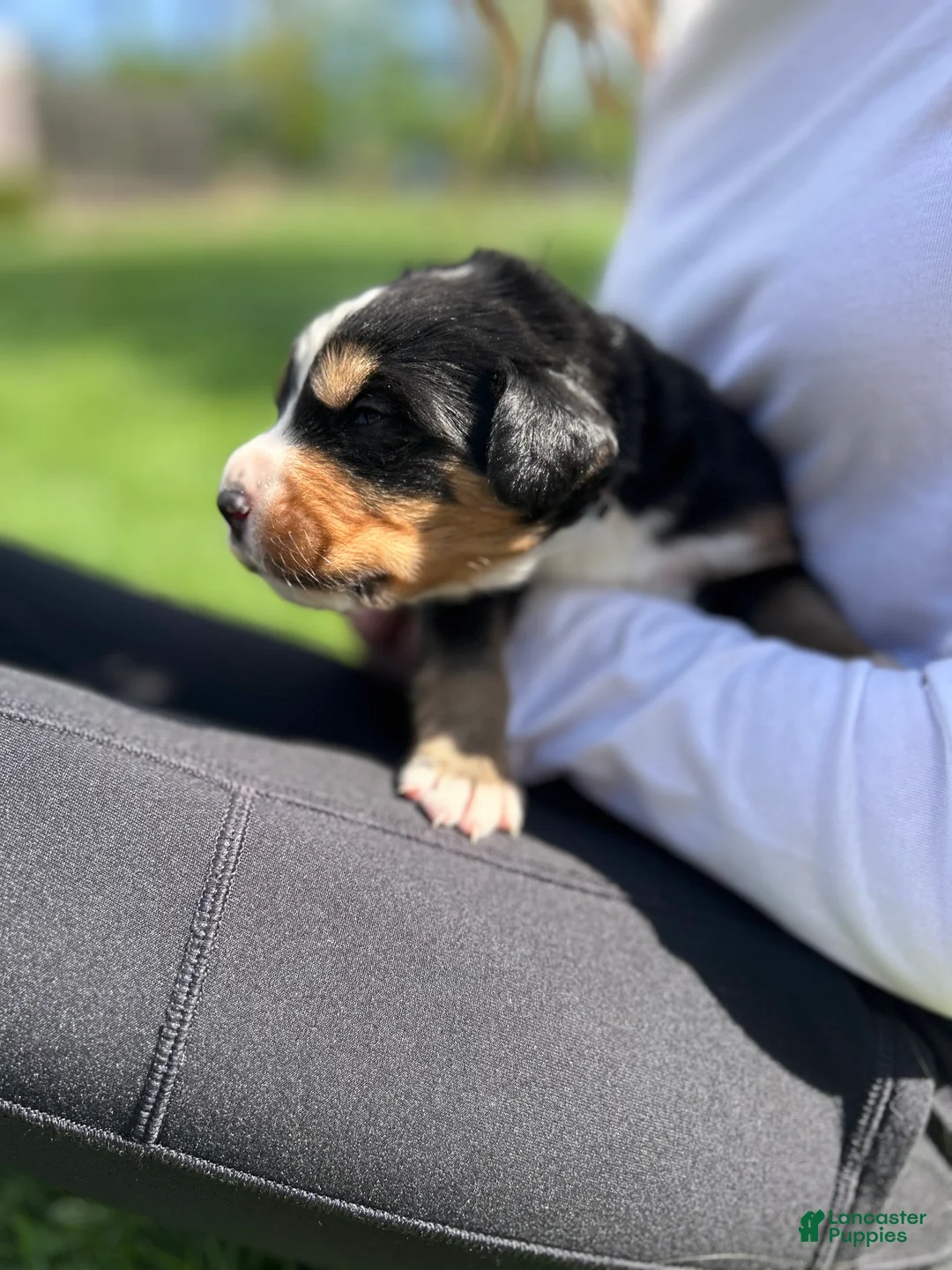 Bernese Mountain Dog dogs for sale: Bernese Mountain Dog Puppy 5 - Ad 1