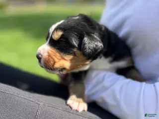Bernese Mountain Dog dogs Bernese Mountain Dog Puppy 5 - Ad 19