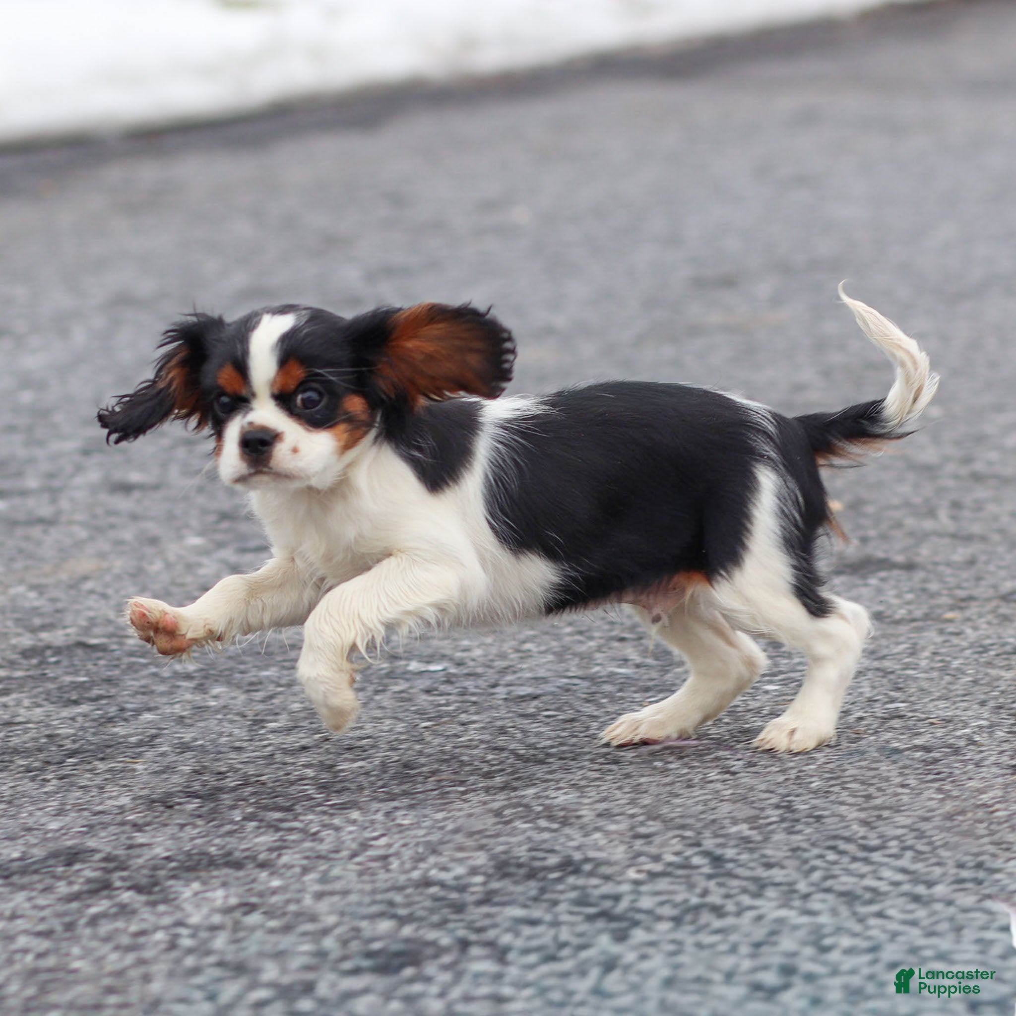 Cavalier King Charles Spaniel dogs Azriel - Ad 1
