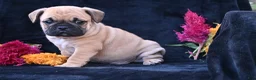 Mixed Breed dogs for sale: Buddy - Ad 3
