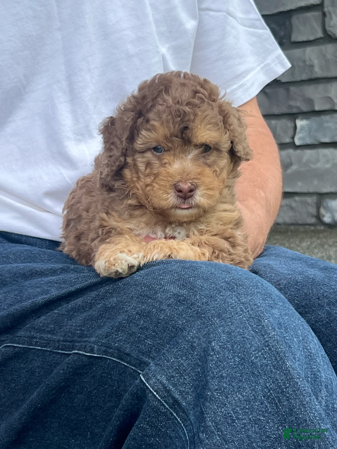 Mini Goldendoodle dogs for sale: Pepper Mini Goldendoodle Puppy  - Ad 6