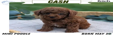 Cash